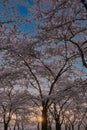 Panorama Japanese Prunus cherry blossom sakura sun coming through