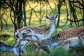 Amsterdamse waterleiding duinen herten