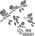 Amur Barberry plant silhouette vector illustration