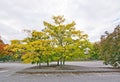 Amur cork tree