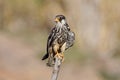 Amur falcon Falco amurensis Birds of Thailand Royalty Free Stock Photo