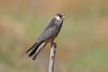 Amur falcon Falco amurensis Birds of Thailand