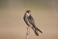 Amur Falcon Falco amurensis Royalty Free Stock Photo