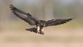 Amur Falcon Falco amurensis Royalty Free Stock Photo