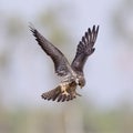 Amur Falcon Falco amurensis