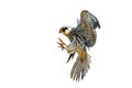 Small hawk on a white background Royalty Free Stock Photo