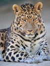 Amur leopard 1 Royalty Free Stock Photo