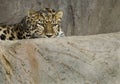 Amur leopard Royalty Free Stock Photo