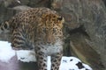 Amur leopard