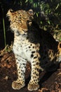 Amur leopard Royalty Free Stock Photo
