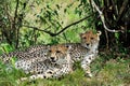 Amur Leopard Royalty Free Stock Photo