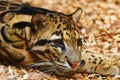 Amur leopard Royalty Free Stock Photo