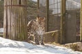 Amur leopard