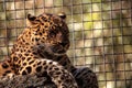 Amur leopard called Panthera pardus orientalis Royalty Free Stock Photo