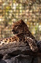 Amur leopard called Panthera pardus orientalis Royalty Free Stock Photo