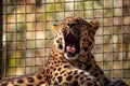 Amur leopard called Panthera pardus orientalis Royalty Free Stock Photo