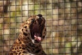 Amur leopard called Panthera pardus orientalis Royalty Free Stock Photo