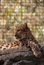 Amur leopard called Panthera pardus orientalis Royalty Free Stock Photo