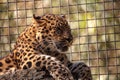 Amur leopard called Panthera pardus orientalis Royalty Free Stock Photo