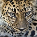 Amur leopard Royalty Free Stock Photo