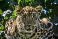 Amur Leopard portrait Royalty Free Stock Photo