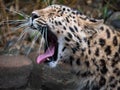 Amur Leopard Close Up while yawning