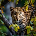 The Amur Leopard a rare endangered big cat species.