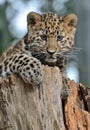 Amur Leopard Cub Royalty Free Stock Photo