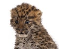 Amur leopard cub, Panthera pardus orientalis, 6 weeks old Royalty Free Stock Photo