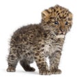 Amur leopard cub, Panthera pardus orientalis, 6 weeks old Royalty Free Stock Photo