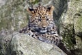 Amur Leopard Cub Royalty Free Stock Photo