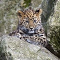 Amur Leopard Cub Royalty Free Stock Photo