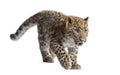 Amur leopard cub walking, big cat wildlife Royalty Free Stock Photo