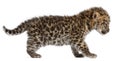 Amur leopard cub walking, Panthera pardus orientalis, 6 weeks old Royalty Free Stock Photo