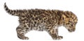 Amur leopard cub walking, Panthera pardus orientalis, 6 weeks old Royalty Free Stock Photo