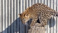 Amur leopard cub walking and playing on rocks Royalty Free Stock Photo