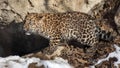 Amur leopard cub walking and playing on rocks Royalty Free Stock Photo