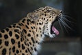 Amur leopard