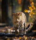 The Amur Leopard an endangered rare big cat species
