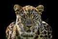 Amur Leopard portrait Royalty Free Stock Photo