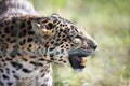 Amur leopard lat