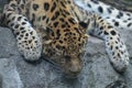 Amur leopard laying on a rock Royalty Free Stock Photo