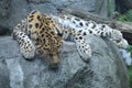 Amur leopard laying on a rock Royalty Free Stock Photo