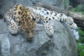 Amur leopard laying on a rock Royalty Free Stock Photo