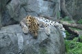 Amur leopard laying on a rock Royalty Free Stock Photo