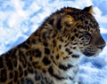 Amur leopard is a leopard subspecies