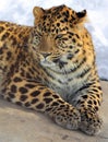 Amur leopard is a leopard subspecies