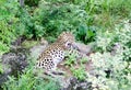 Amur leopard licking his fur on big stone