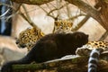 Amur leopard mother with her cubs