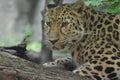 Amur leopard in the outdoors Royalty Free Stock Photo